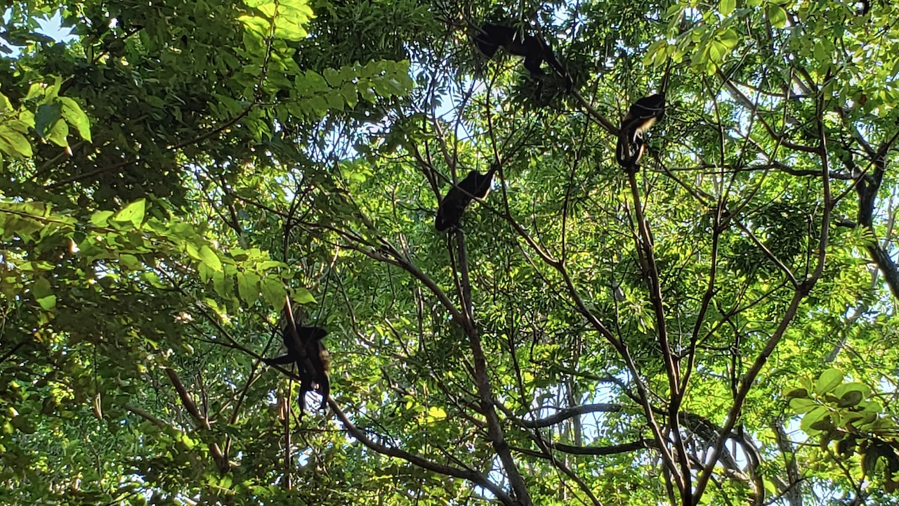 Product Animal Sanctuary &amp; Waterfall (Dreams)