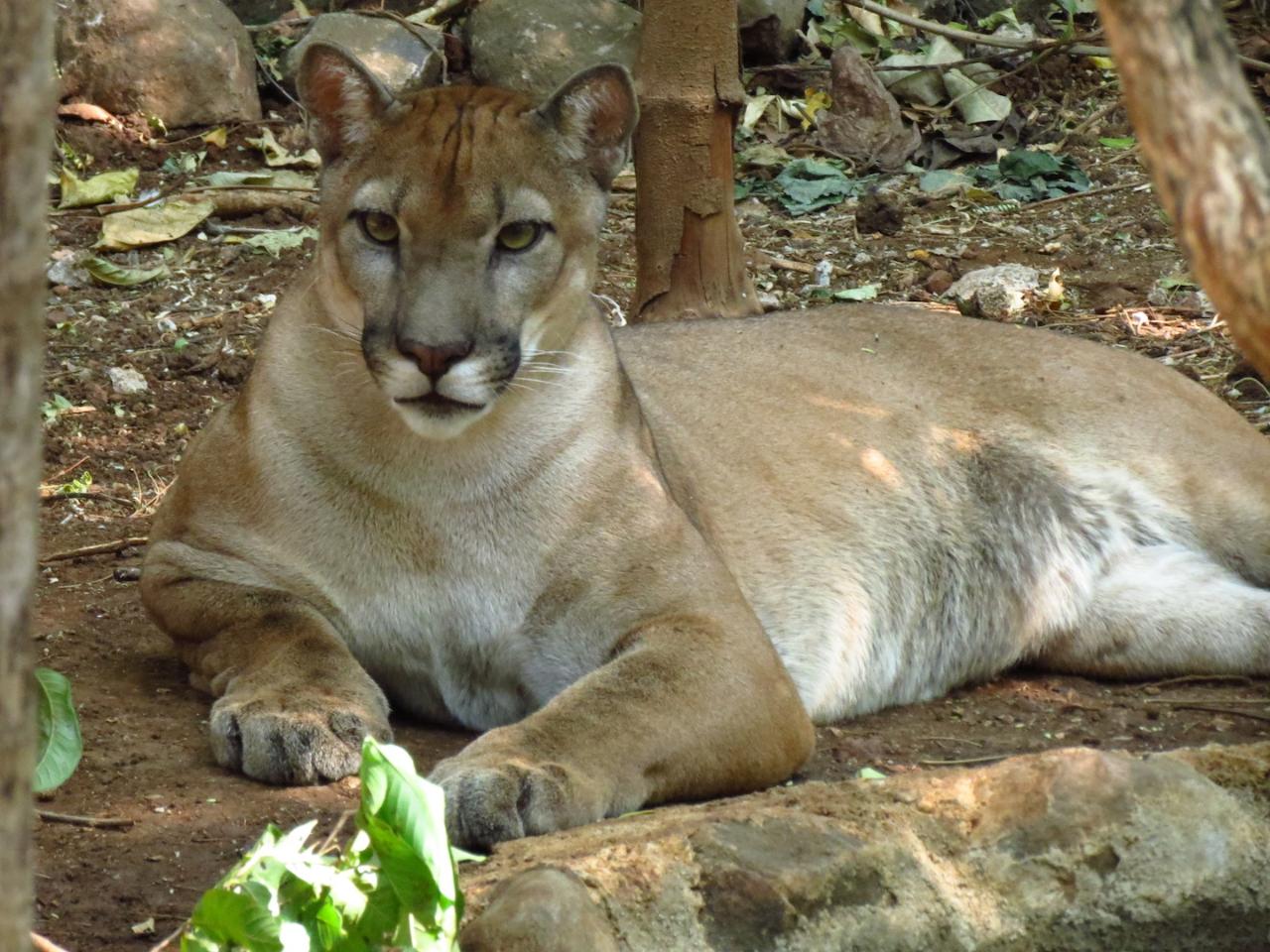 Product Animal Sanctuary & Waterfall (Dreams)