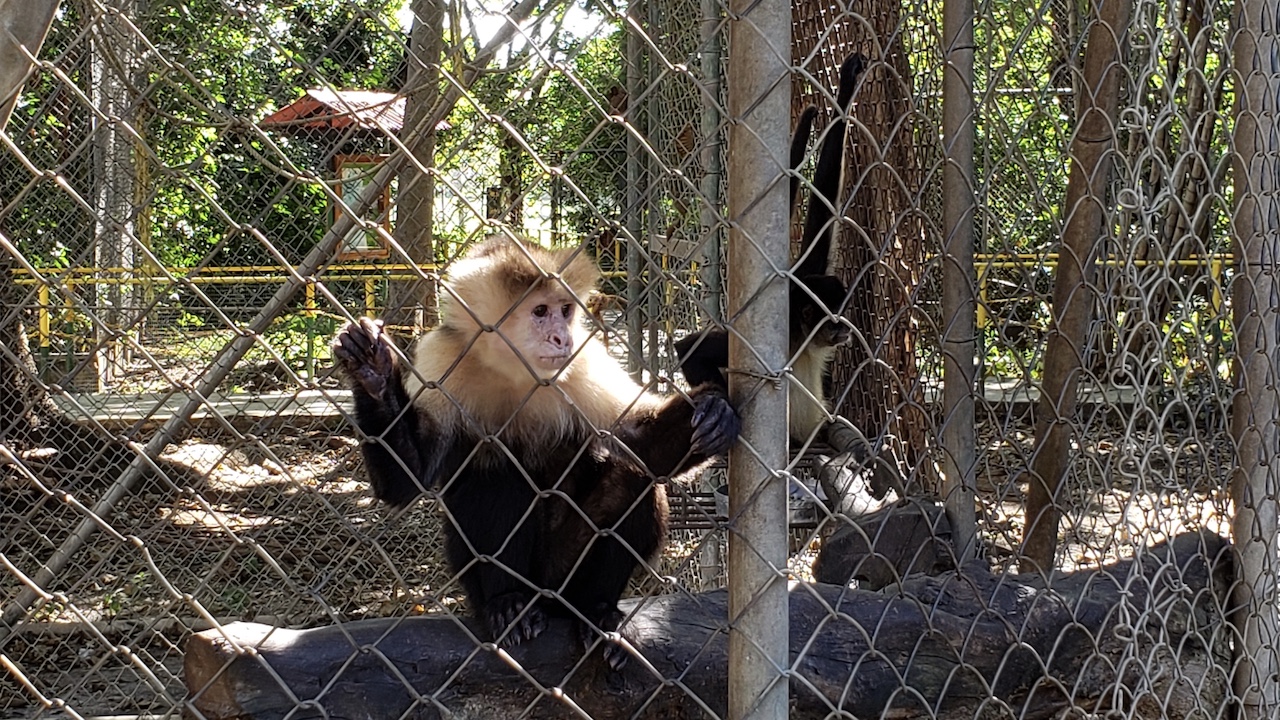 Animal Sanctuary and Waterfall (Guanacaste) image 2