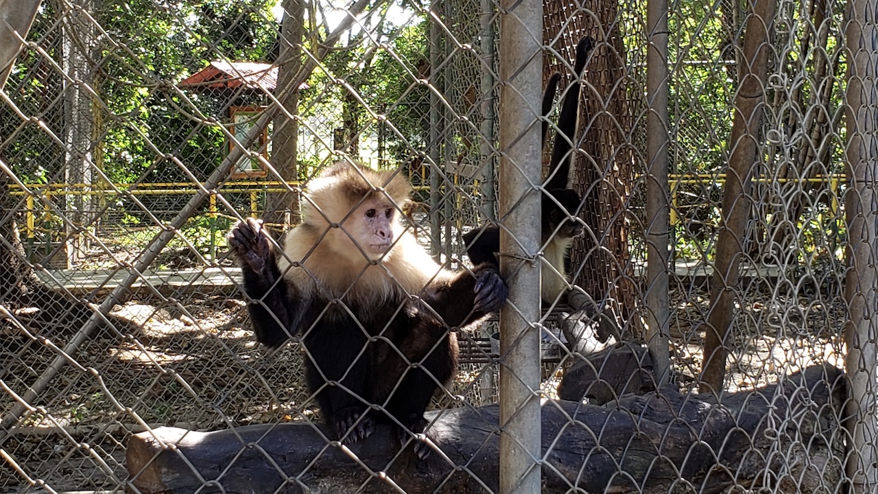 Product Animal Sanctuary and Waterfall (Guanacaste)