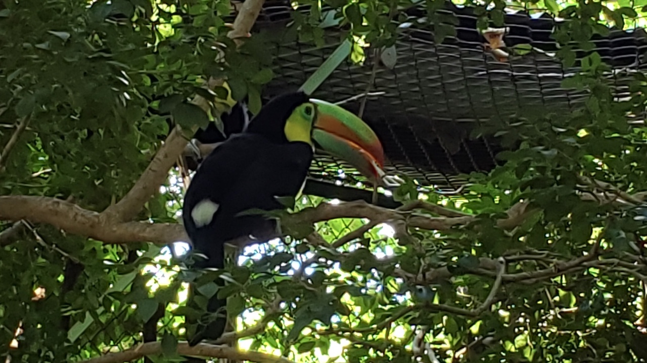 Animal Sanctuary and Waterfall (Guanacaste) image 3