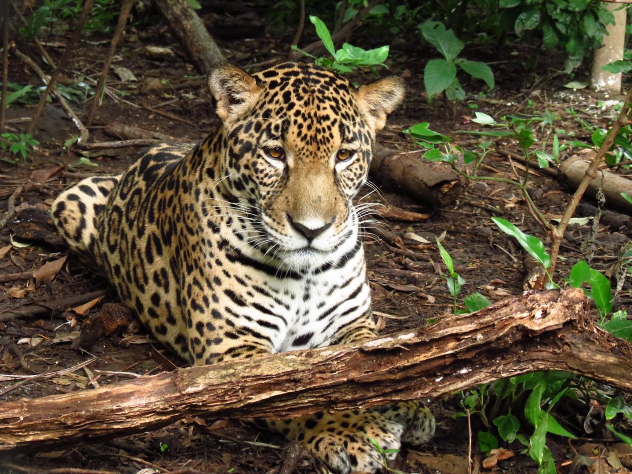 Animal Sanctuary and Waterfall (Guanacaste) image 1