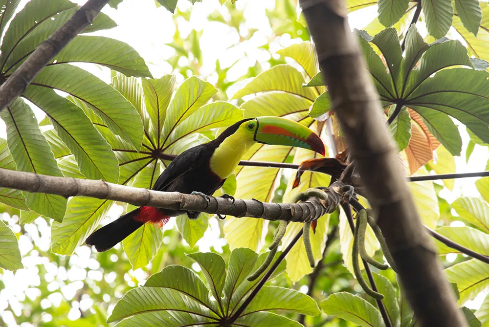 Product Birdwatching Half Day (Monteverde)