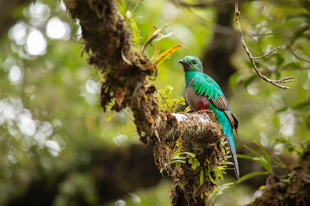 Product Birdwatching Half Day (Monteverde)