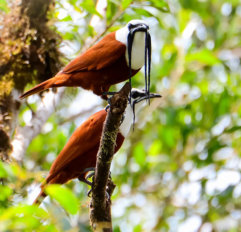 Birdwatching Half Day (Monteverde) image 1