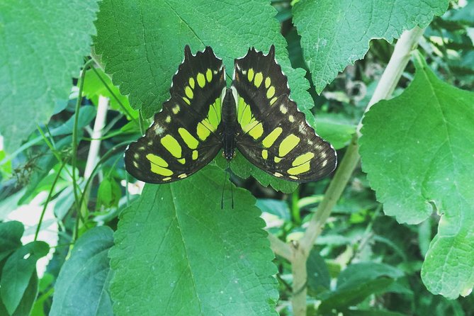 Butterfly Farm Tour image 2