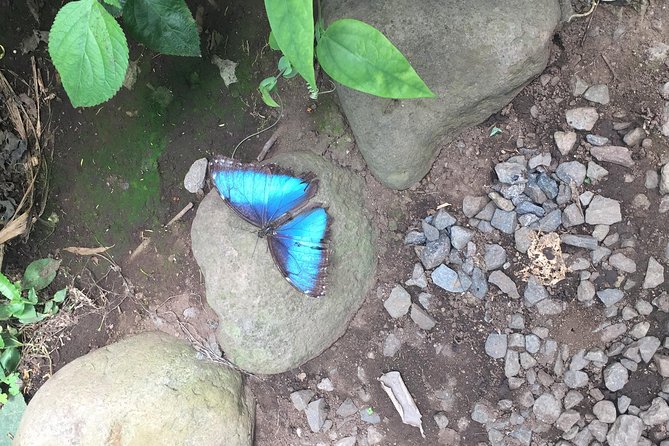 Butterfly Farm Tour image 3