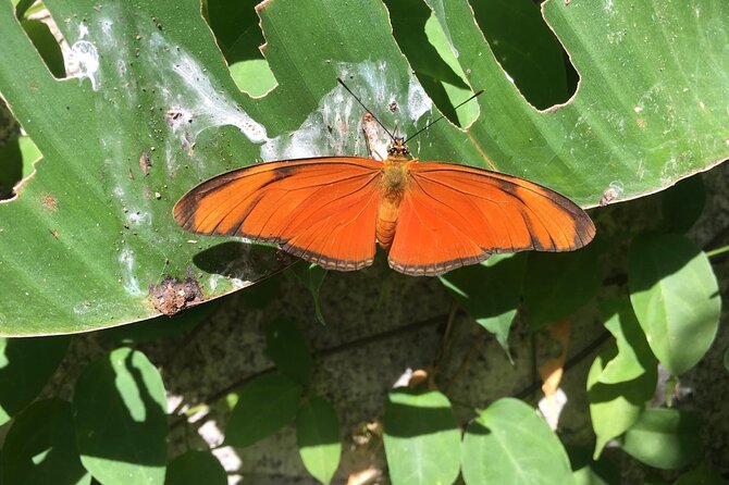 Product Butterfly Farm Tour