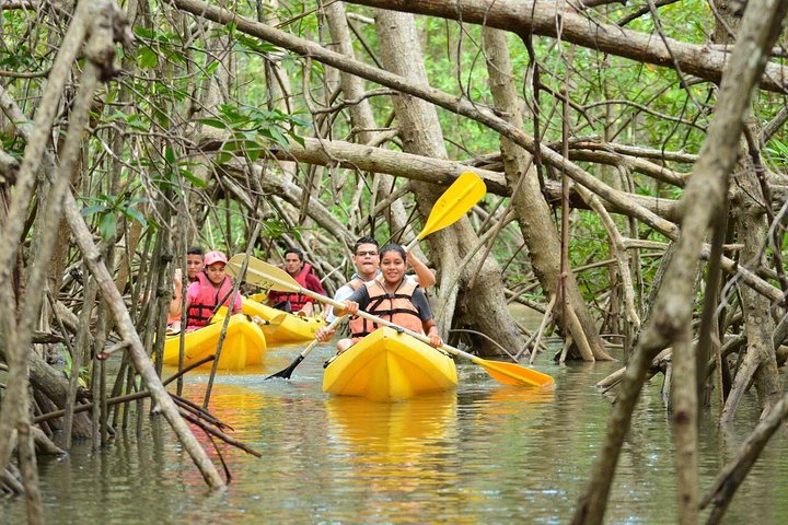 Damas Island Kayaking Tour (Manuel Antonio)  image 3