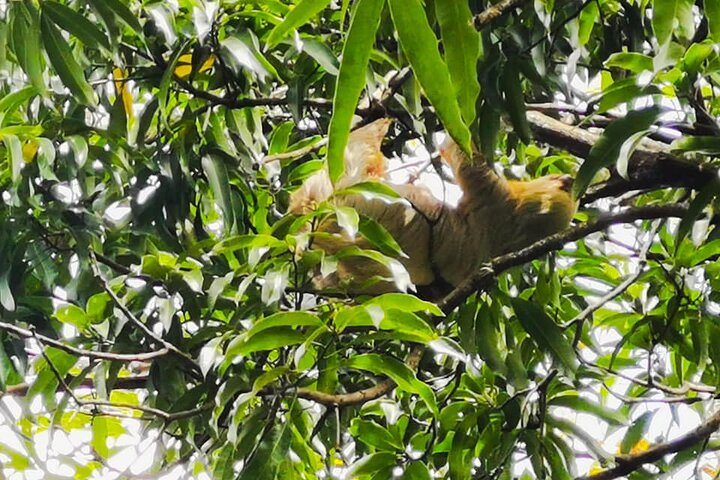 Mangrove and Sloths image 2