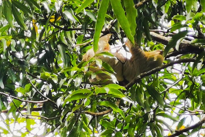 Product Mangrove and Sloths