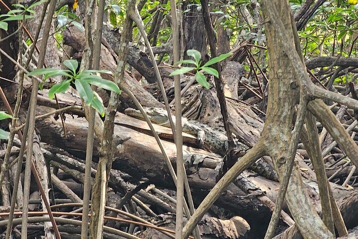 Mangrove and Sloths image 3