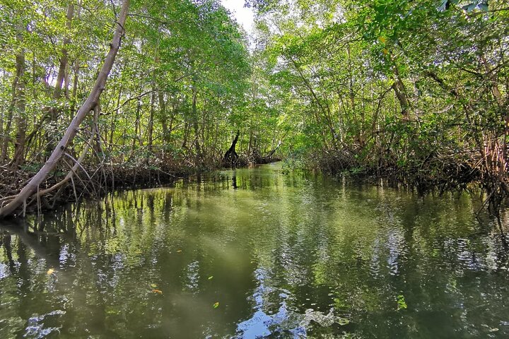 Mangrove and Sloths image 1