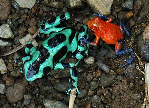 Product Sloth Tour &amp; Wildlife Encounter (Guanacaste)