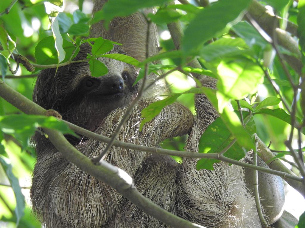 Sloth Tour &amp; Wildlife Encounter (Guanacaste) image 1