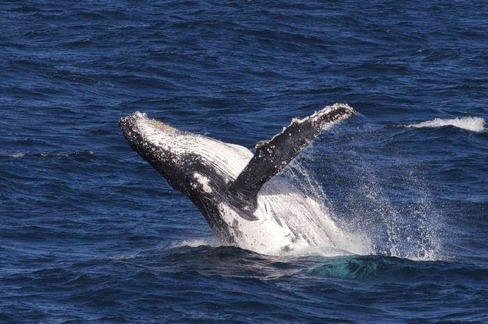 Whale Watching Tour (Manuel Antonio) image 2