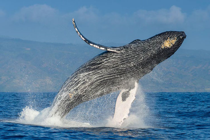 Product Whale Watching Tour (Manuel Antonio)