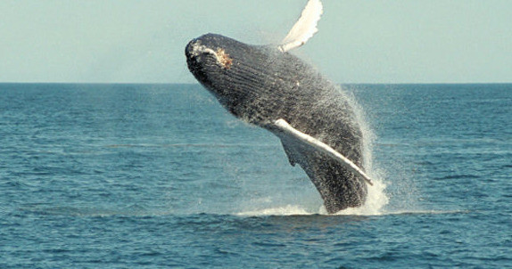 Whale Watching Tour (Manuel Antonio) image 1