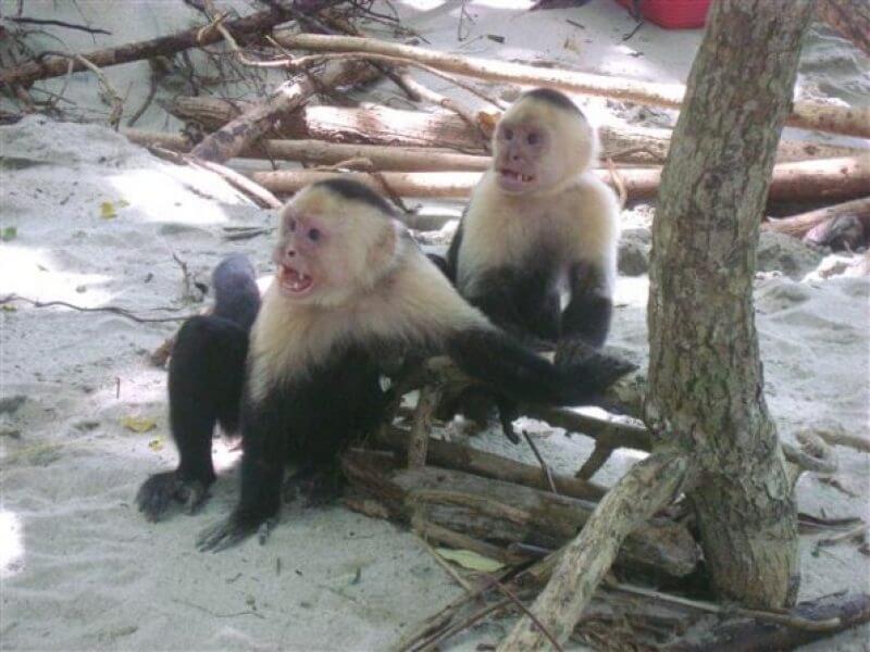 Product Manuel Antonio National Park (Jaco)