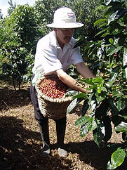 Product Perfect Combo - Palo Verde &amp; Coffee Tour (Guanacaste)