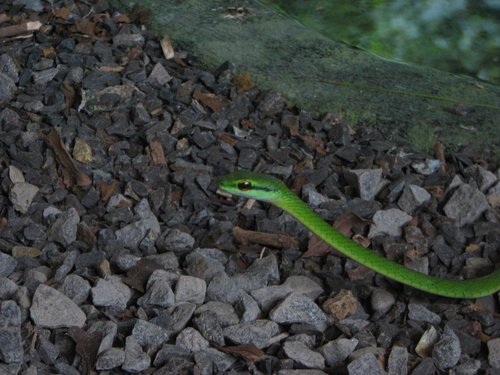 Selvatura All Day Package (Monteverde) image 3