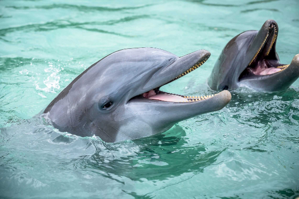 Blue Lagoon Island Dolphin Encounter (Nassau) image 2