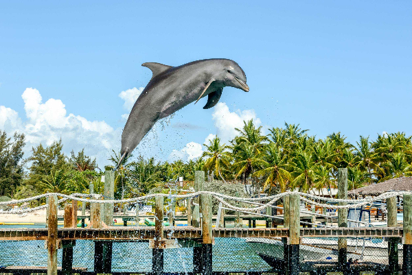 Blue Lagoon Island Dolphin Swim Experience (Nassau) image 3