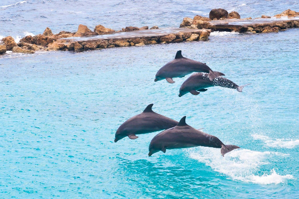 Blue Lagoon Island Dolphin Program Observer (Nassau) image 1