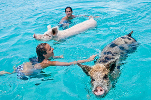 Product Exuma Cays Island Hopping and Animal Interaction (Nassau)