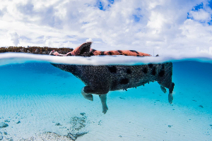 Exuma Cays Island Hopping and Animal Interaction (Nassau) image 4