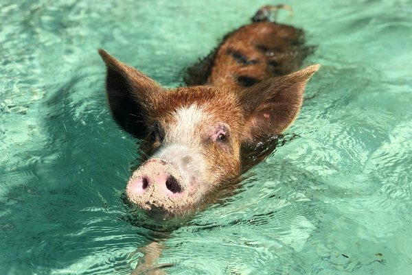 Product Eleuthera Pink Sands Experience and Swimming Pigs (Nassau)