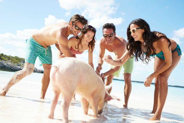 Rose Island Catamaran &amp; Pig Interaction (Nassau) image 3