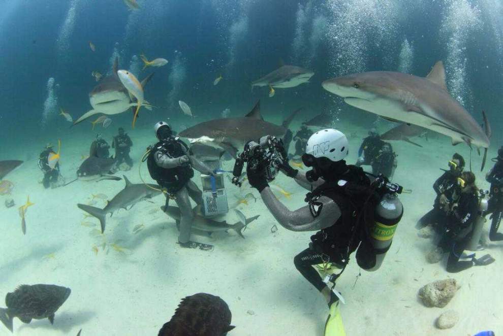 Two Tank Professional Shark Diving in Nassau (Nassau) image 1