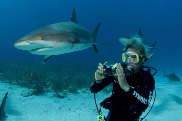 Two Tank Professional Shark Diving in Nassau (Nassau) image 2