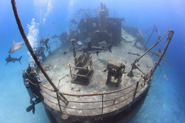 Two Tank Professional Shark Diving in Nassau (Nassau) image 3