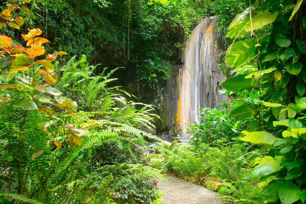 Product Rainforest Hike and Waterfall Safari (St. Lucia)