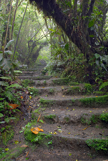 Product Monteverde Reserve Tour (Monteverde)