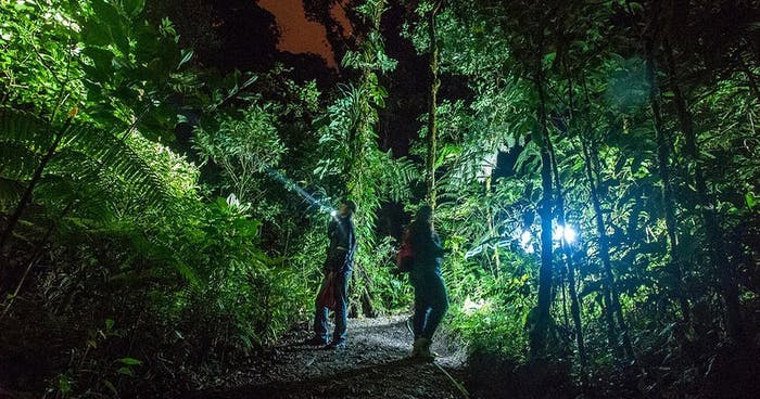 Jungle Night Walk (Manuel Antonio) image 2