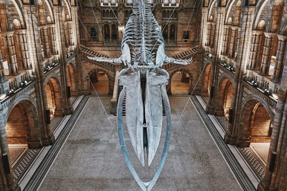 Natural History Museum of London Guided Tour - Private PRD38864 image 3