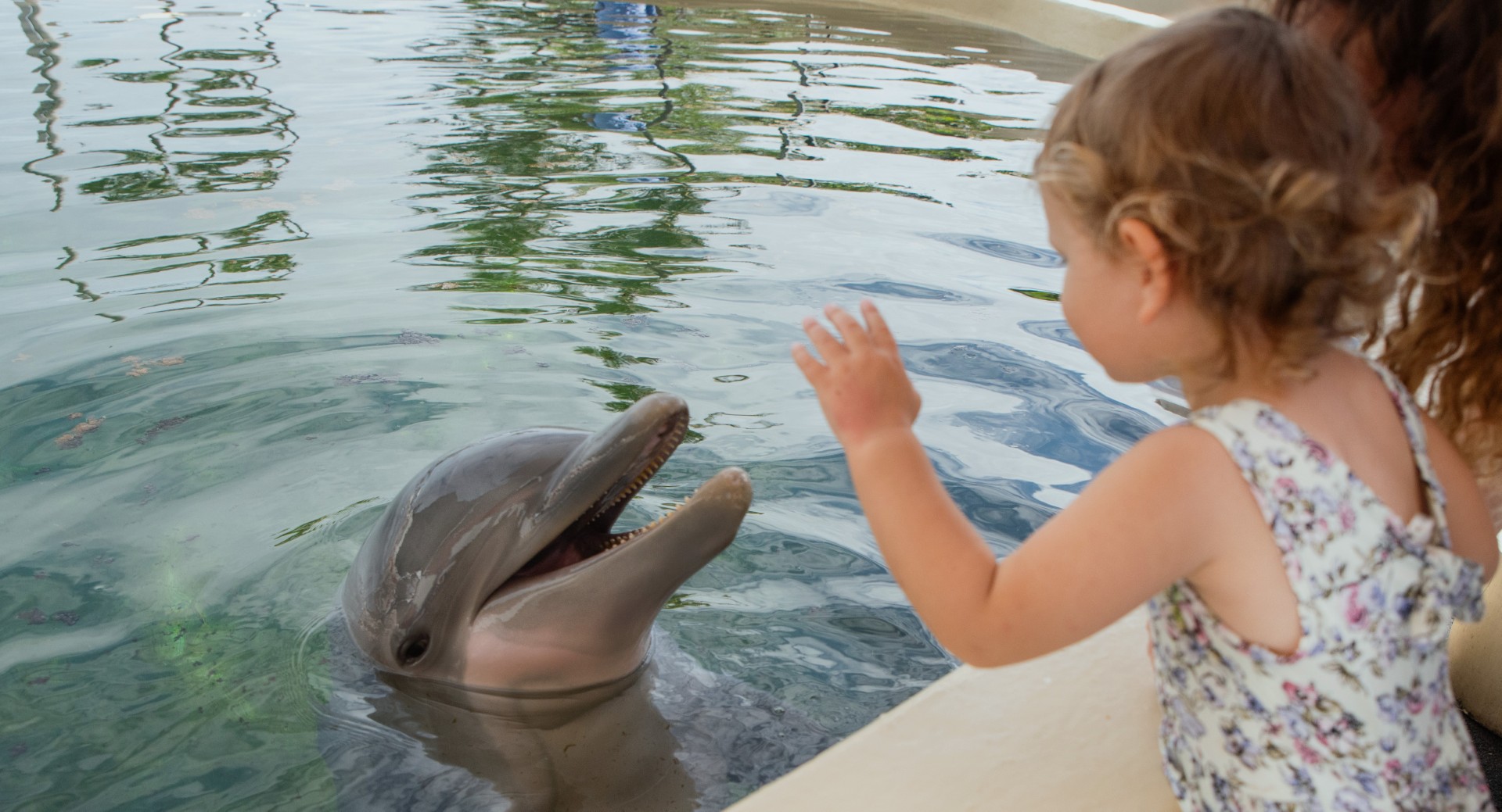 Product Dolphin Aloha At Sea Life Park