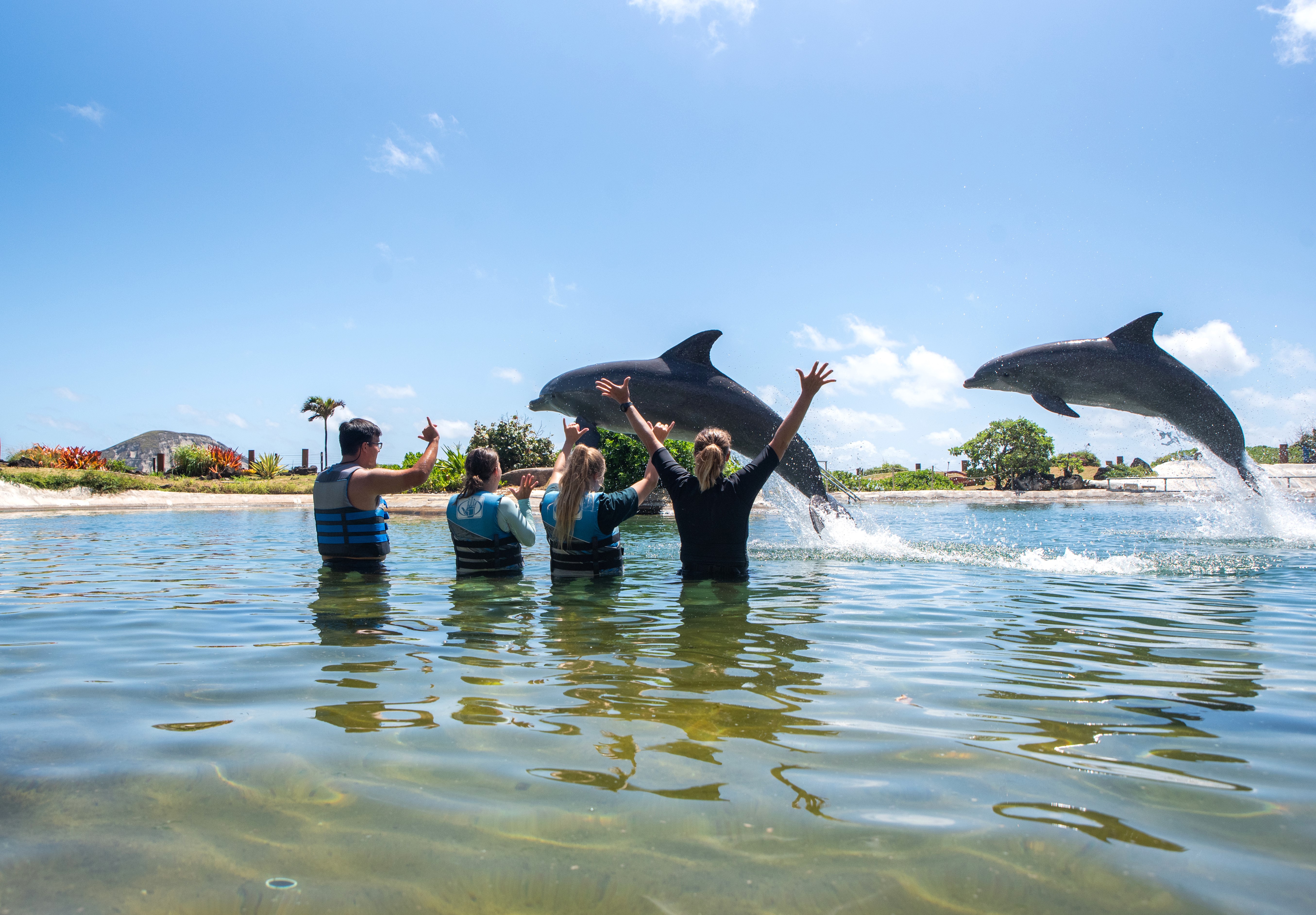 Product Dolphin Encounter At Sea Life Park