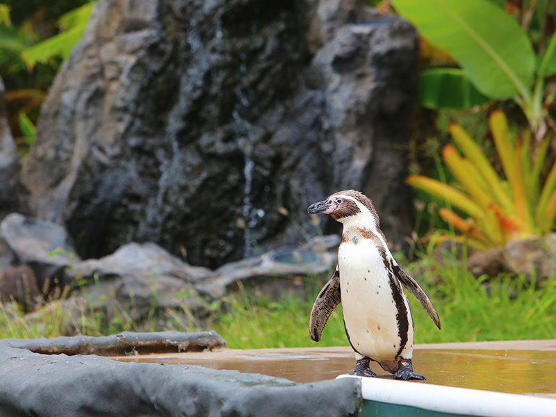 Product Sea Life Park General Admission