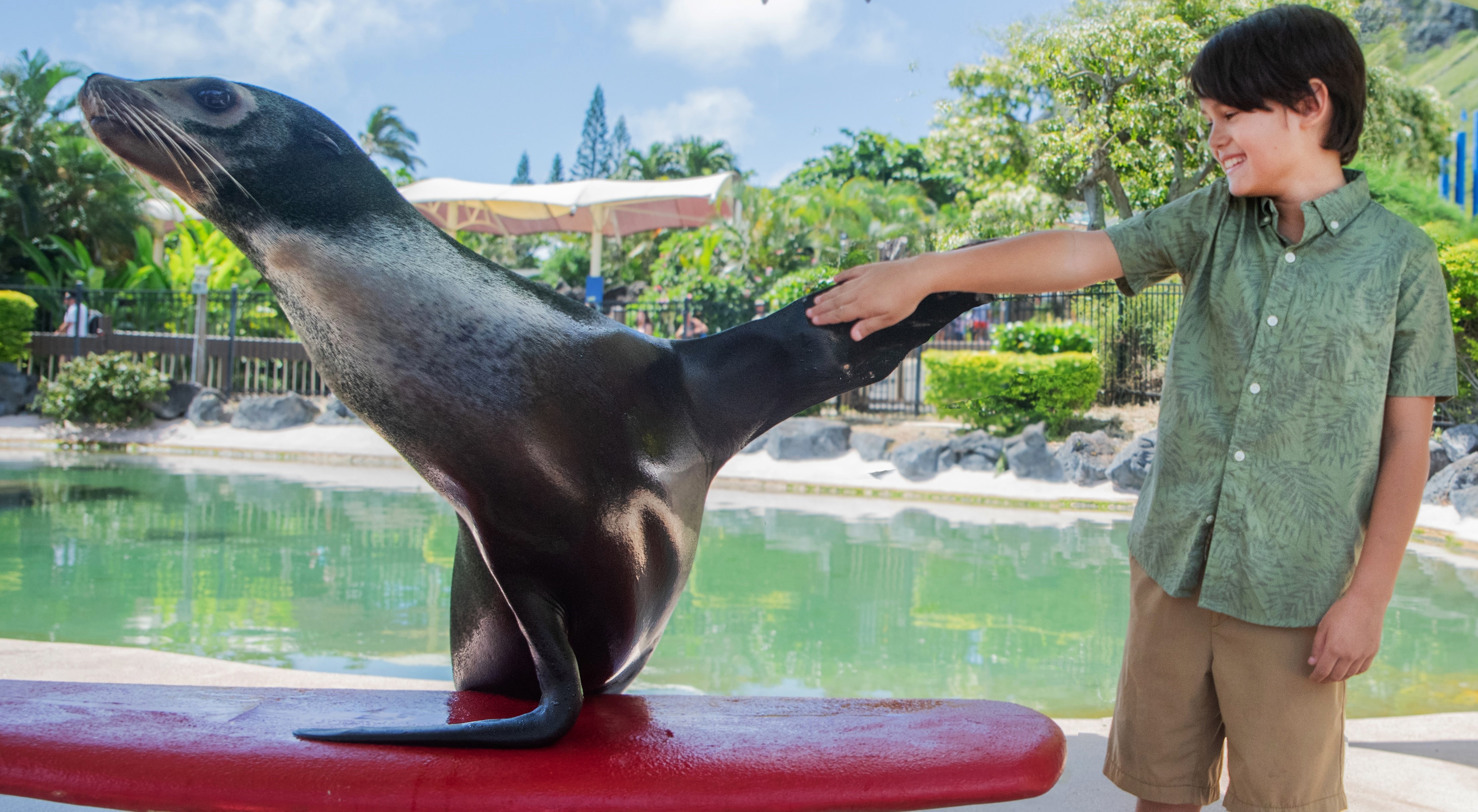 Product Sea Lion Encounter At Sea Life Park