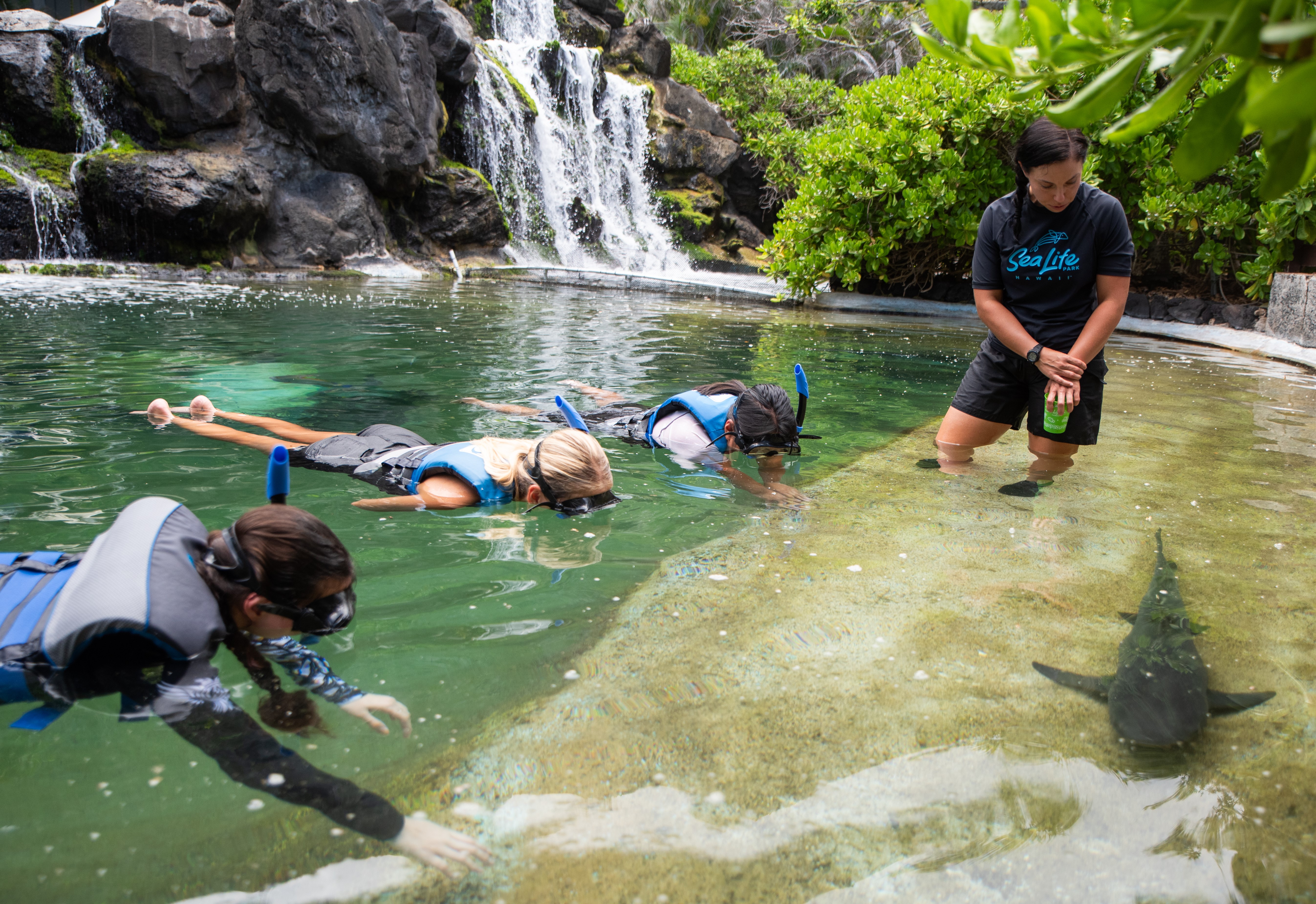Product Hawaiian Reef Shark Snorkel At Sea Life Park