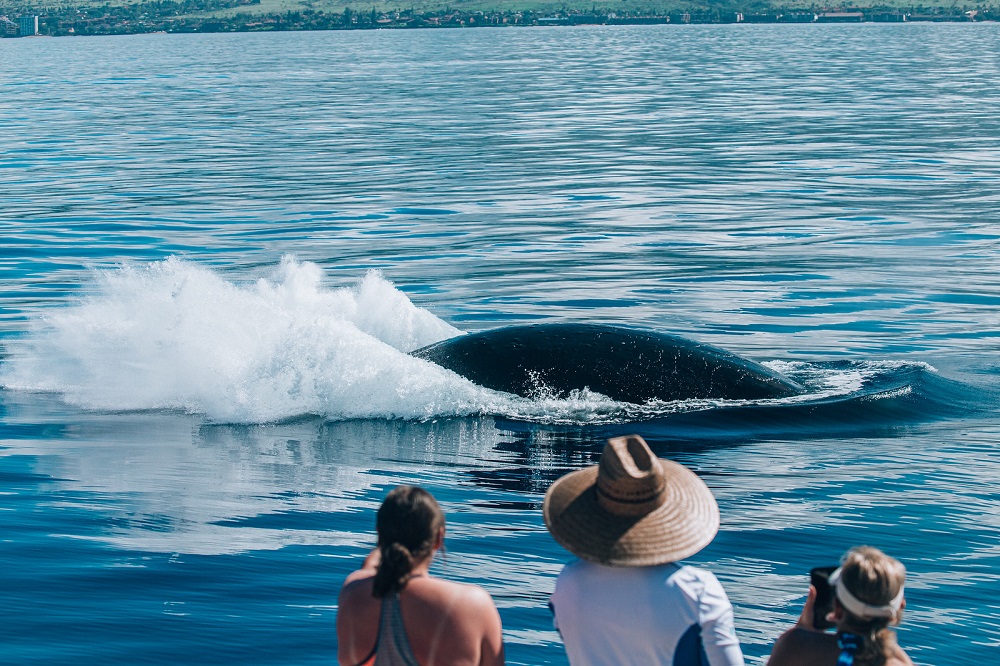 Product 10AM Classic Whale Watch