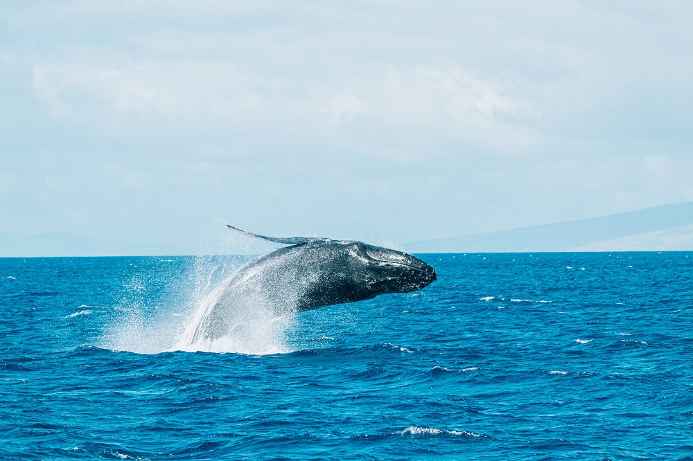 Product 7:30AM Classic Whale Watch