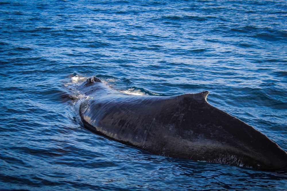 Product 7:30AM Classic Whale Watch