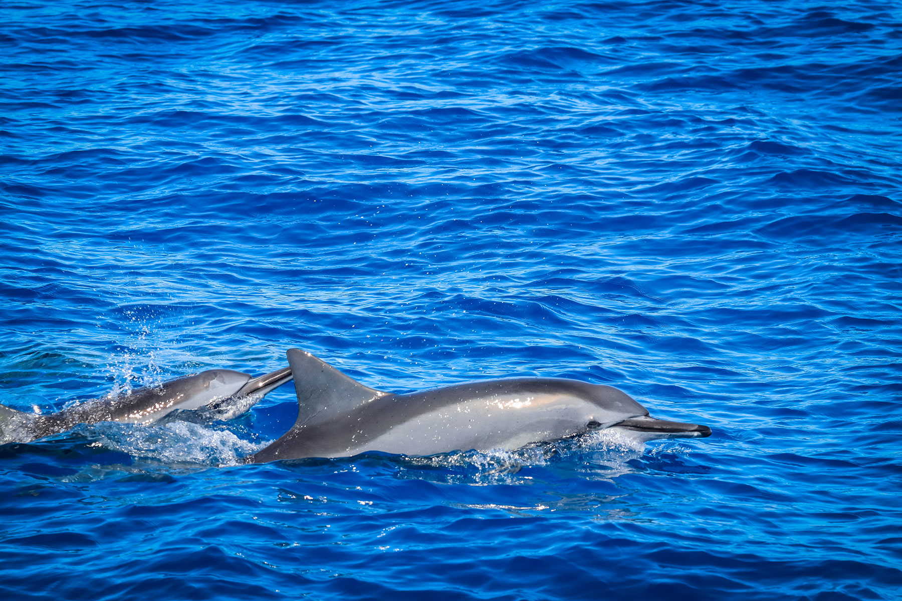 Ka'anapali Wild Dolphin Sail