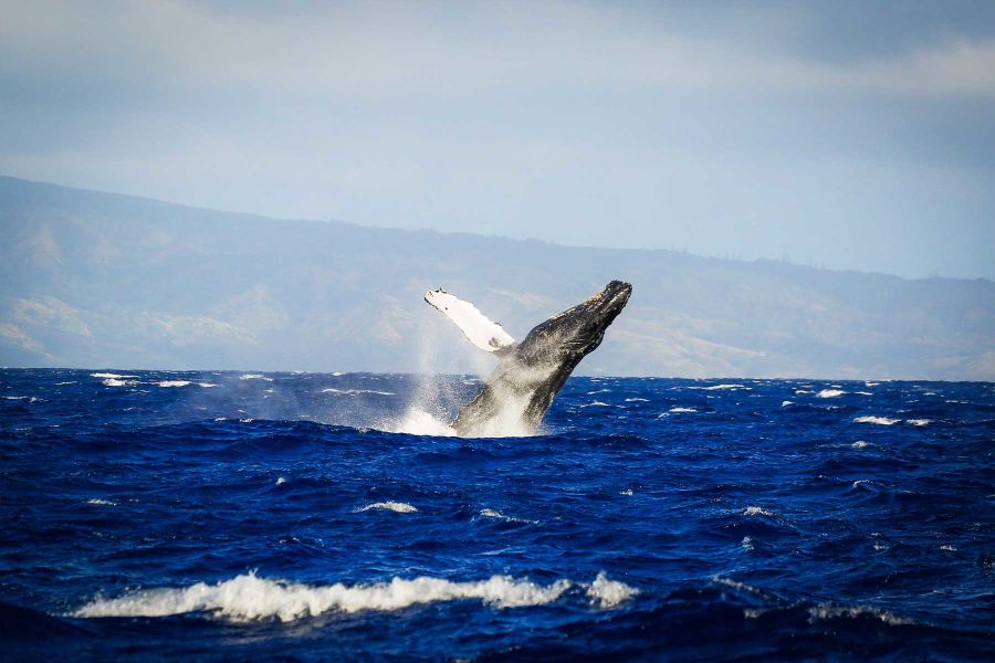 Ka'anapali Whale Watch