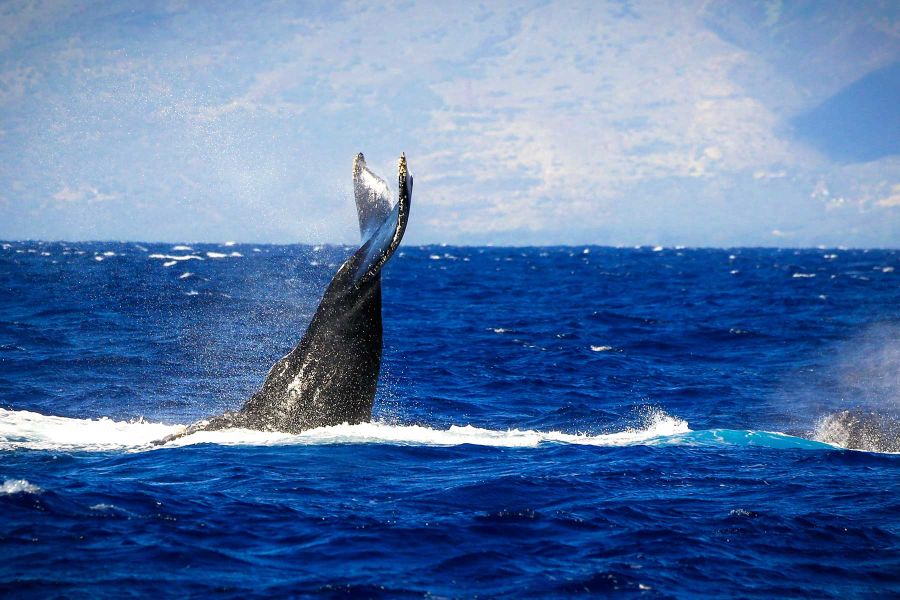Product Ka'anapali Whale Watch